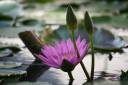 lotus_1