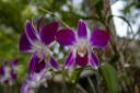 orchid_1