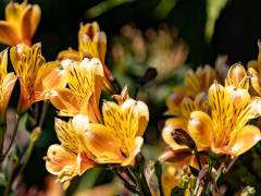 Groß (WG_schoene_blumen)